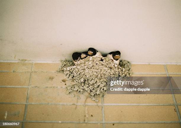 barn swallow - barn swallow stockfoto's en -beelden