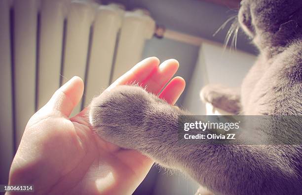 furry cat paw - cat hand stock-fotos und bilder