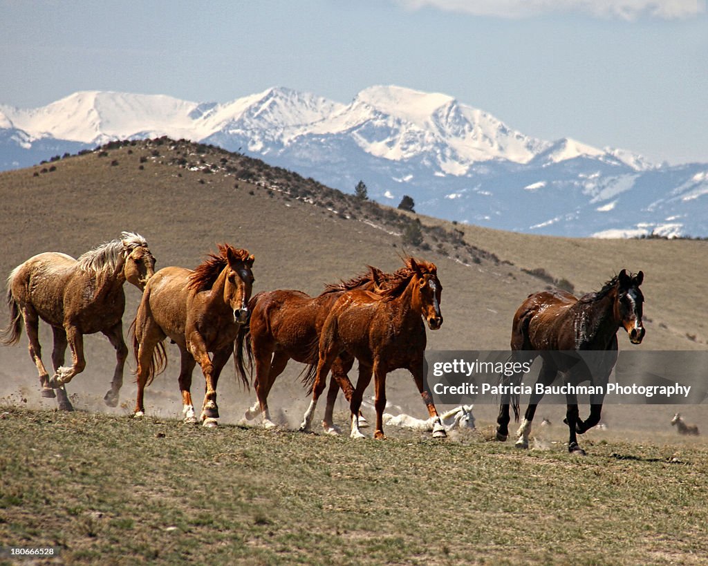 Montana horse roundup