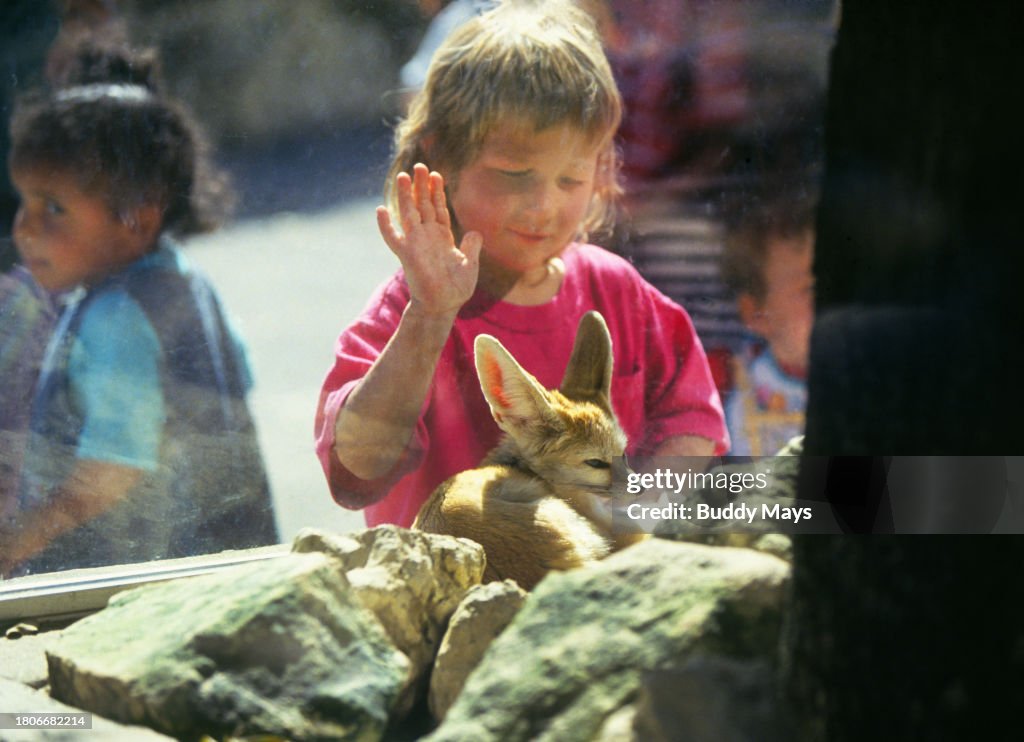Young Girl and a Kit Fox