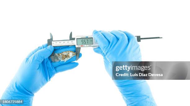 measuring cymothoa exigua - giant isopod stock pictures, royalty-free photos & images