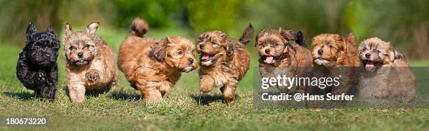 7 puppies running - puppy running stock pictures, royalty-free photos & images