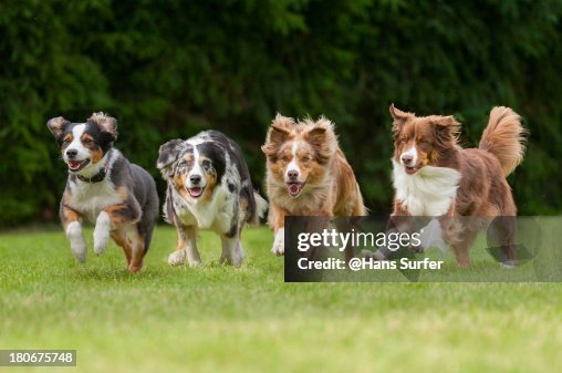 4 running dogs in a row 4 running dogs in a row