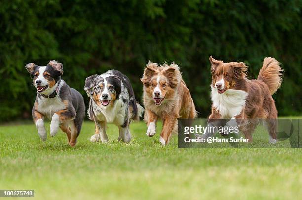 4  running dogs in a row - australian shepherd 個照片及圖片檔