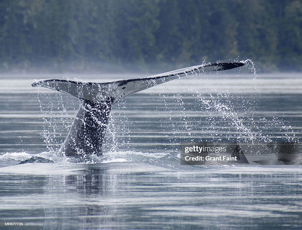 Tail of humpback whale.