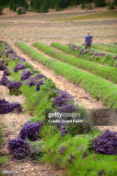 man harvesting lavender. - arles stock pictures, royalty-free photos & images