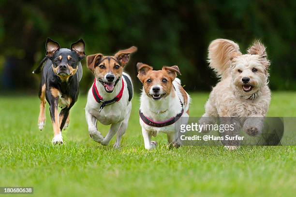 4 little dogs running in a row. - purebred dog stock pictures, royalty-free photos & images