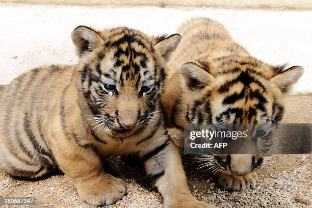 China-environment-tigers,FEATURE by Kelly Olsen This picture taken on September 10, 2013 shows two baby Amur tigers, also known as Siberian tigers,...