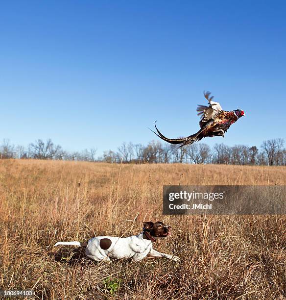 chien de chasse avec coq faisan flushing de grass field. - faisans photos et images de collection