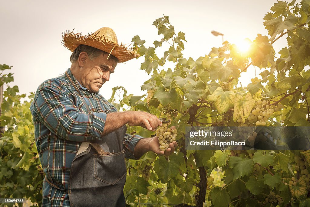 Farmer man cutting a grape bunch with scissors
