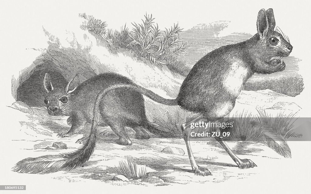 Euphrates jerboa (Allactaga euphratica), wood engraving, published in 1875