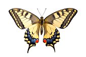 Old World Swallowtail (Papilio machaon) butterfly on a white background
