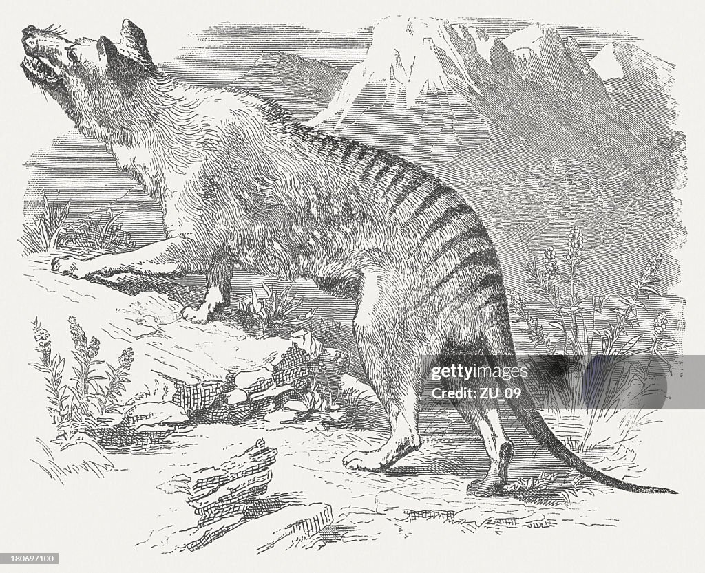 Tasmanian tiger (Thylacinus cynocephalus, extinct 1936), wood engraving, published 1875