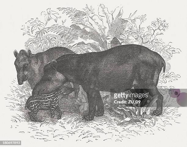 bildbanksillustrationer, clip art samt tecknat material och ikoner med tapirs (tapirus bairdii), wood engraving, published in 1875 - tapir