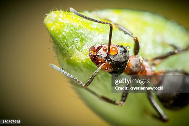 Above An Insect Ant From Above Photos and Premium High Res Pictures - Getty Images