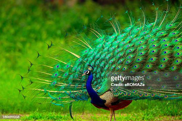 peacock - pauwenveer stockfoto's en -beelden