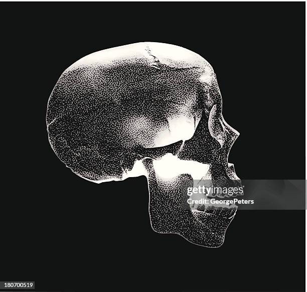 skull side view - skull side stock illustrations