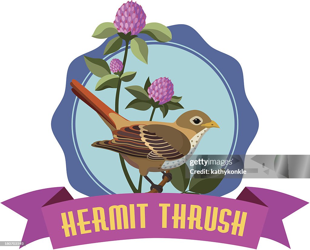Hermit thrush