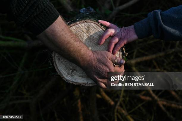 Worker moves a cut and labelled fir tree for a customer during the harvest at Pimms Christmas Tree farm in Matfield, southeast England, on November...