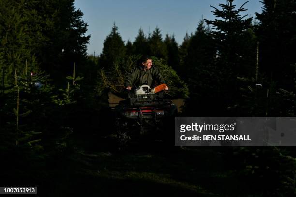 Worker moves cut down fir trees with a quad bike during the harvest at Pimms Christmas Tree farm in Matfield, southeast England, on November 28, 2023.