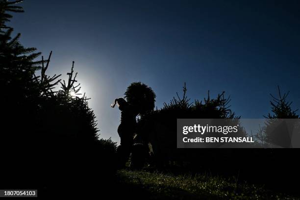 Worker carries a fir tree after it was cut down during the harvest at Pimms Christmas Tree farm in Matfield, southeast England, on November 28, 2023.