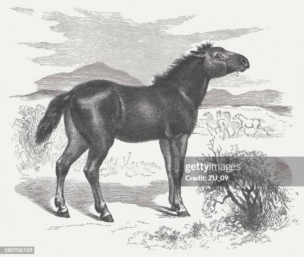 68 Eurasian Steppe Photos and Premium High Res Pictures - Getty Images 68 Eurasian Steppe Photos and Premium High Res Pictures - Getty Images