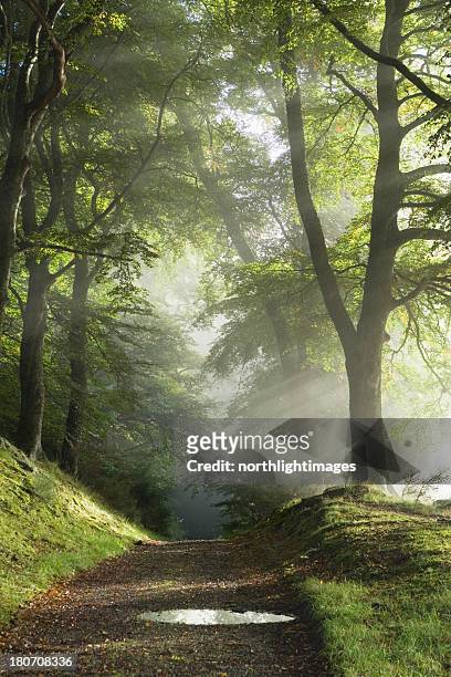 track through misty woods - woodland path stock pictures, royalty-free photos & images