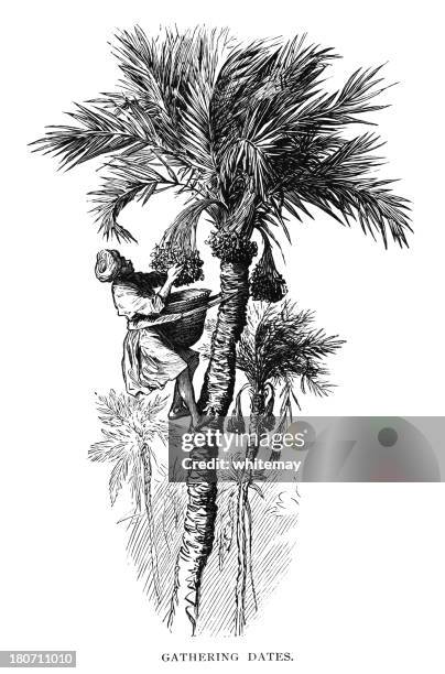 gathering dates in north africa - moroccan food stock illustrations