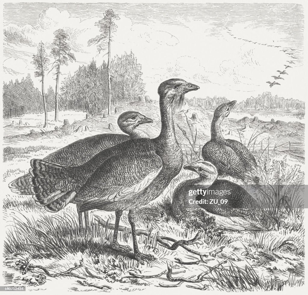 Great Bustard (Otis tarda), wood engraving, published in 1877