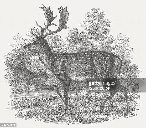 stockillustraties, clipart, cartoons en iconen met fallow deer (dama dama), wood engraving, published in 1875 - hirsch