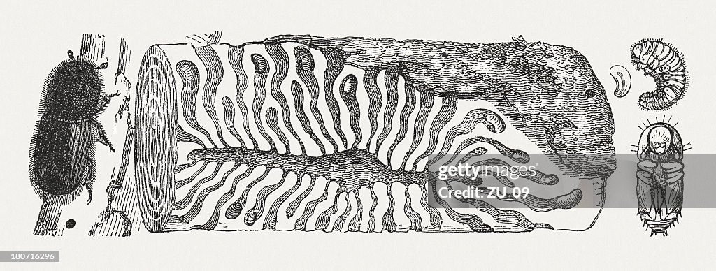Spruce bark beetle (Ips typographus), typical feeding traces, published 1882