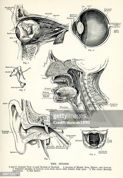 human senses - biomedical illustration stock illustrations