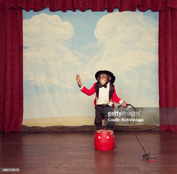 young chimpanzee dressed as circus leader on stage - ape stockfoto's en -beelden