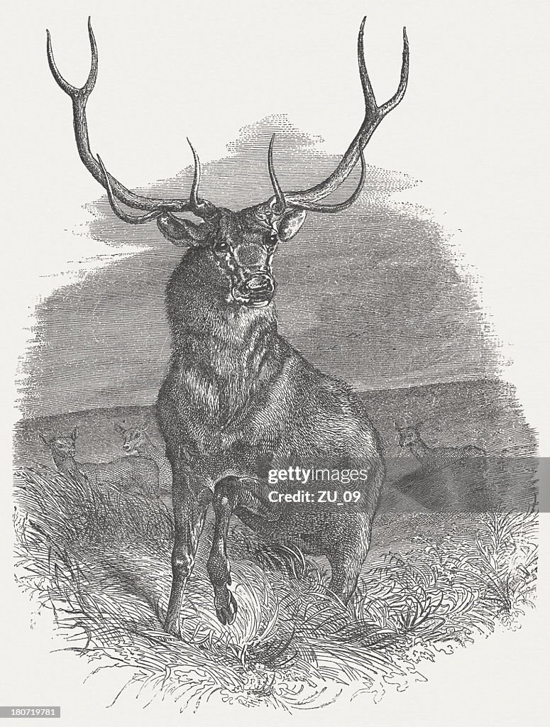 Virginian deer (Reduncina virginiana), wood engraving, published in 1875