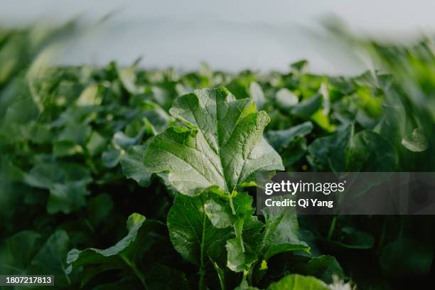 close-up of brassica napus - agricultural policy stock pictures, royalty-free photos & images