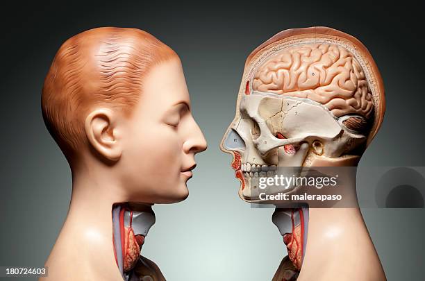 human anatomy model - anatomy model stock pictures, royalty-free photos & images
