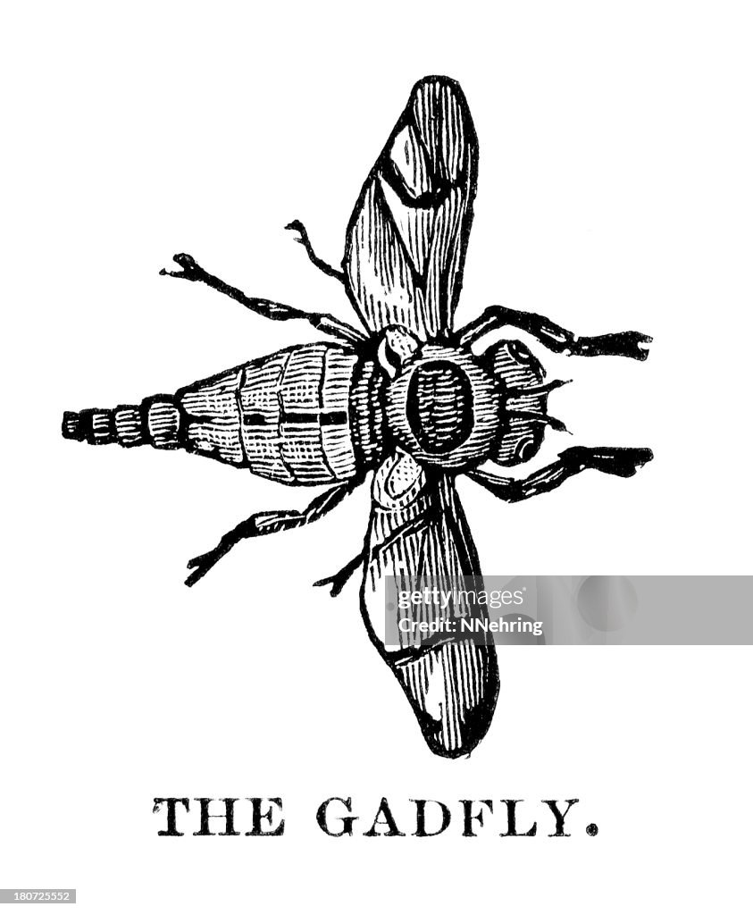 Gadfly