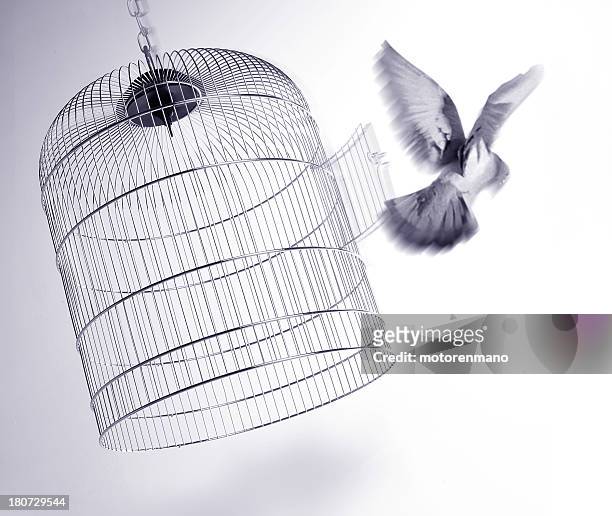 escape - birdcage stock pictures, royalty-free photos & images