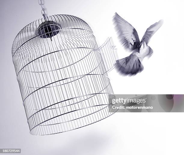 escape - hanging bird cages stock pictures, royalty-free photos & images