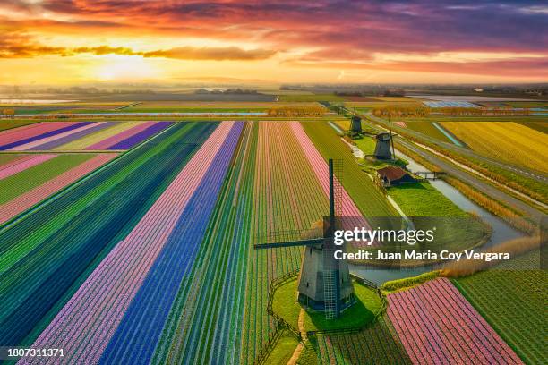 elevated view of three traditional dutch windmill in a multi coloured tulip fields blooming during springtime at sunrise in the netherlands - keukenhof gardens stock pictures, royalty-free photos & images