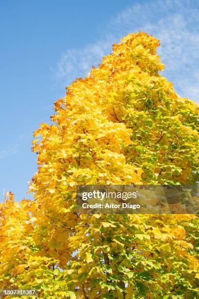 deciduous trees (platanus  acerifolia, platens hispanic) with an autumn tone in autumn. view from below. austria - platanus acerifolia stock pictures, royalty-free photos & images