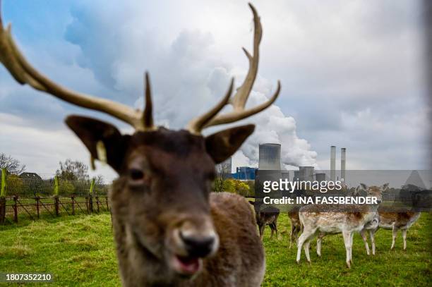Fallow deer graze on a meadow near the lignite-fired power station operated by German energy giant RWE in Niederaussem, western Germany on November...