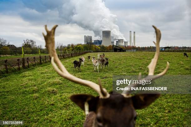 Fallow deer graze on a meadow near the lignite-fired power station operated by German energy giant RWE in Niederaussem, western Germany on November...
