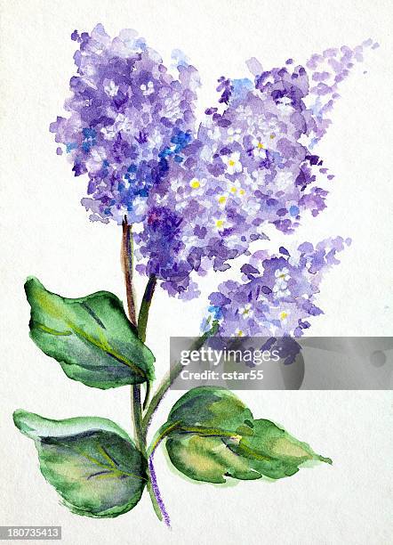 ilustrações, clipart, desenhos animados e ícones de arte original pintura em aquarela de lilás - violeta flor