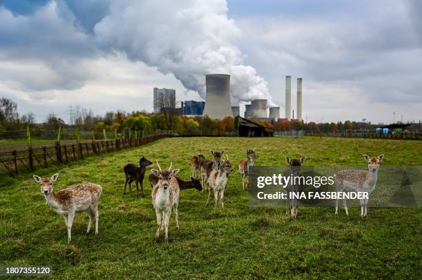 Fallow deer graze on a meadow near the lignite-fired power station operated by German energy giant RWE in Niederaussem, western Germany on November...