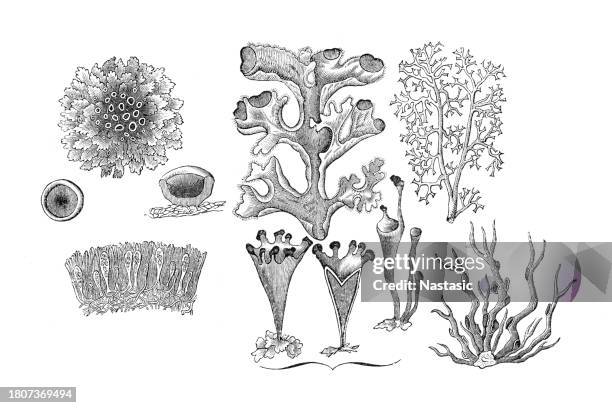 lichens - physcia stock illustrations