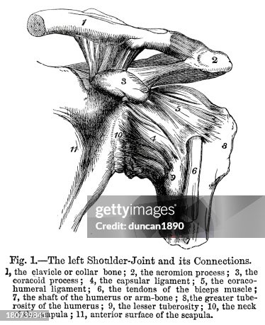 Left Shoulder Joint Left Shoulder Joint