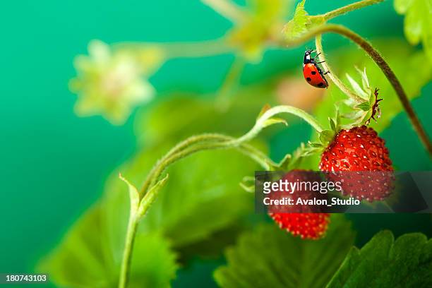 ladybird walking on stem strawberries. - strawberry blossom stock pictures, royalty-free photos & images
