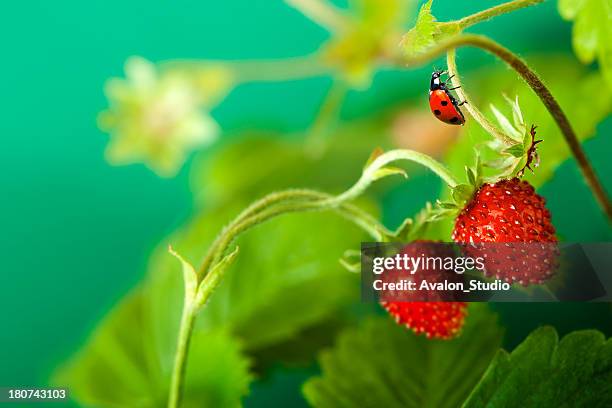 morango selvagem e joaninha - joaninha imagens e fotografias de stock