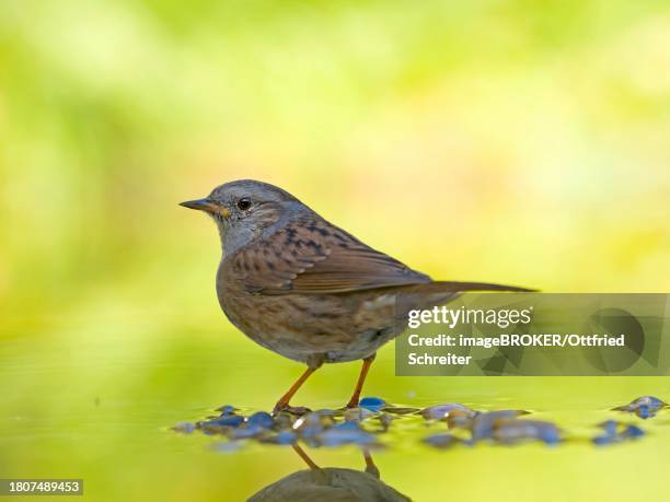 dunnock (prunella modularis) standing in shallow water, solms, hesse, germany - prunellidae stock pictures, royalty-free photos & images